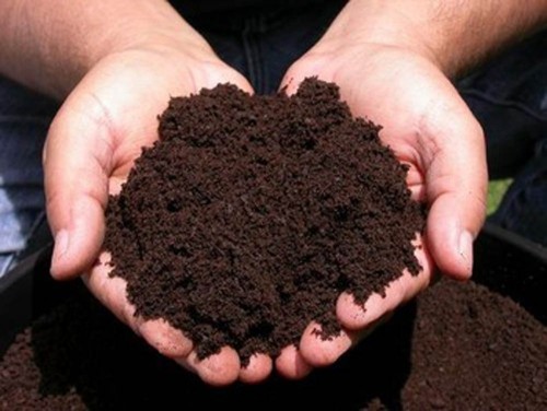 Premium Vermicompost